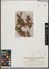 Foto von Salix waldsteiniana Willd.